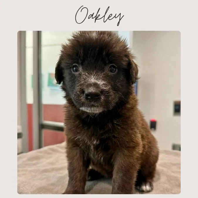 A baby small-sized male Brown / Chocolate Leonberger dog named Oakley for adoption in San Juan Capistrano, CA