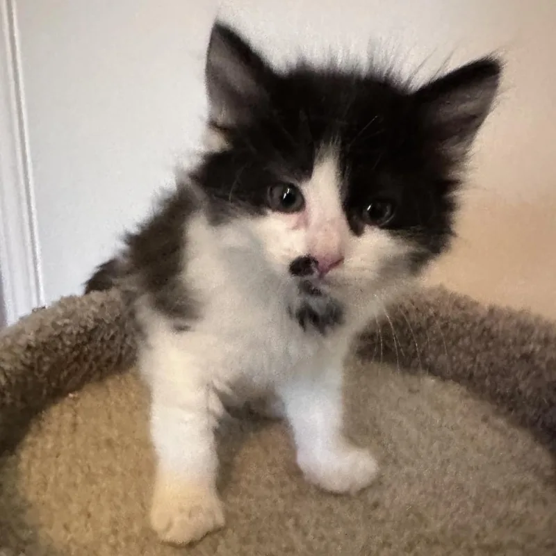 Elsie