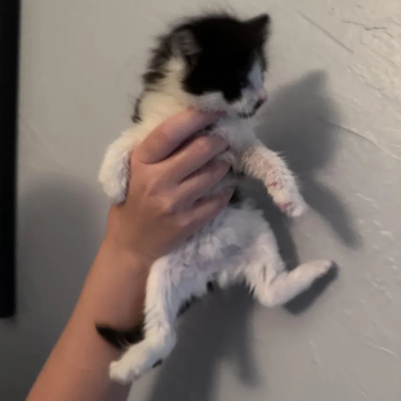 Elsie thumbnail 6