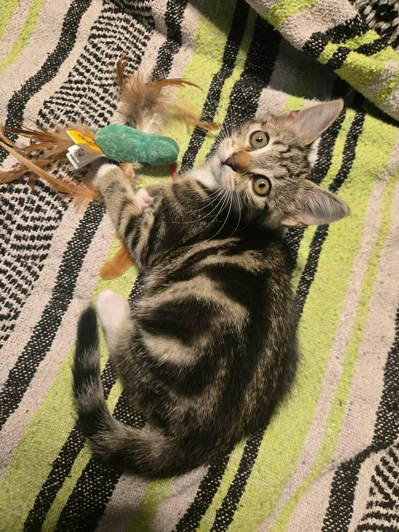 A baby medium-sized female Tabby (Gray / Blue / Silver) Tabby cat named Ivy for adoption in Newport, TN