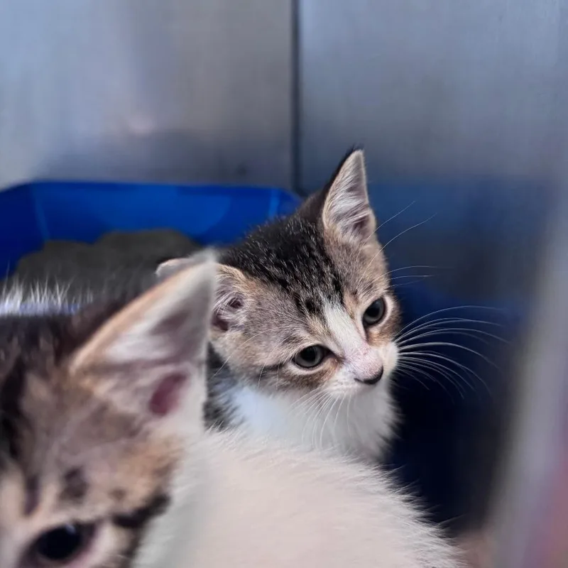 A baby small-sized female Brown / Chocolate Domestic Short Hair cat named Blastoise for adoption in South Haven, MI