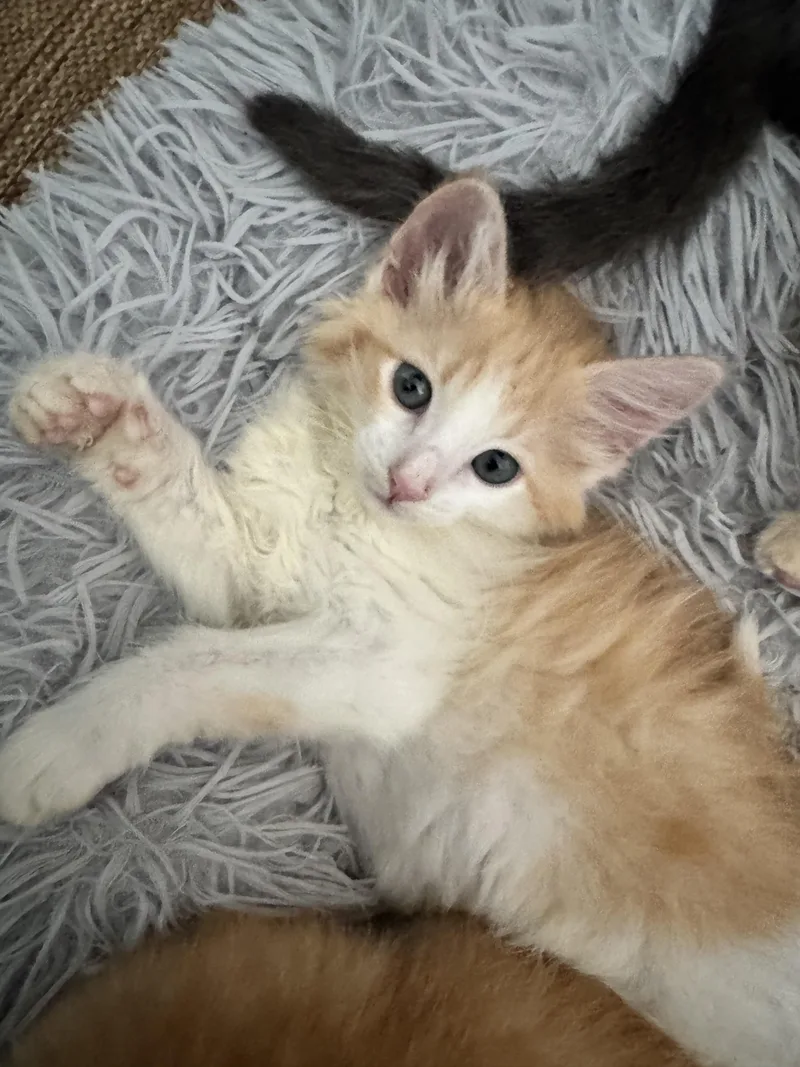 A baby small-sized female Domestic Short Hair cat named Teagan for adoption in Carlsbad, CA
