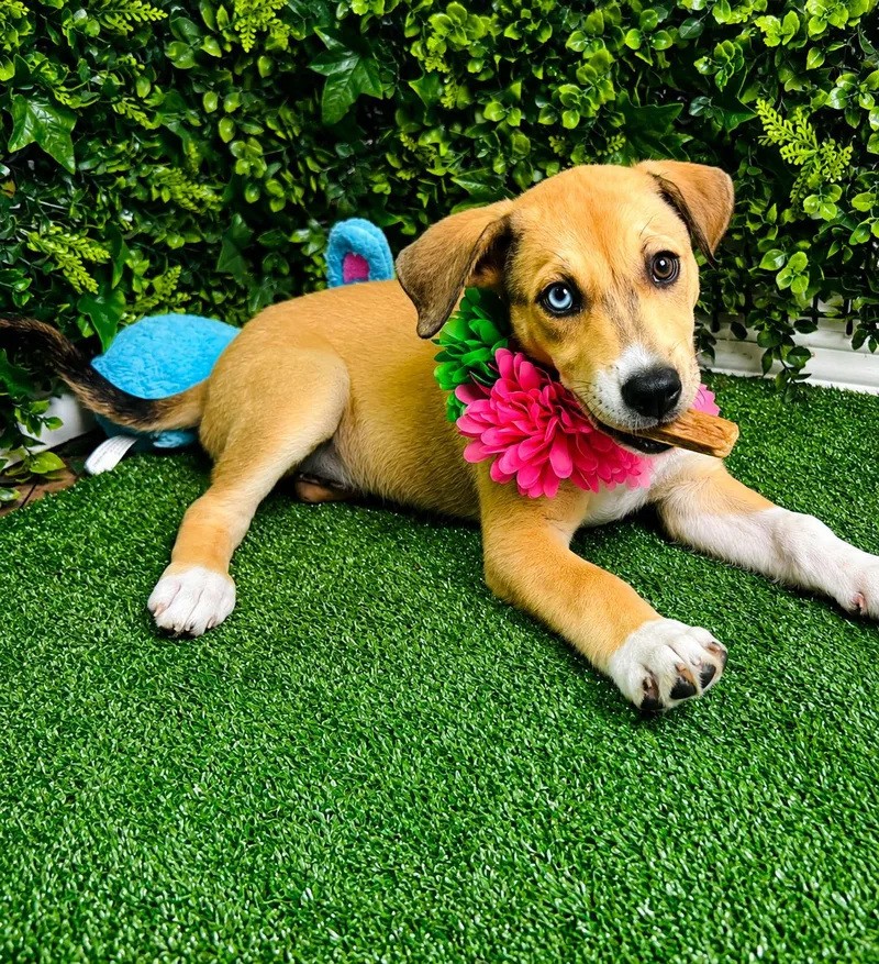 Snow white thumbnail 5