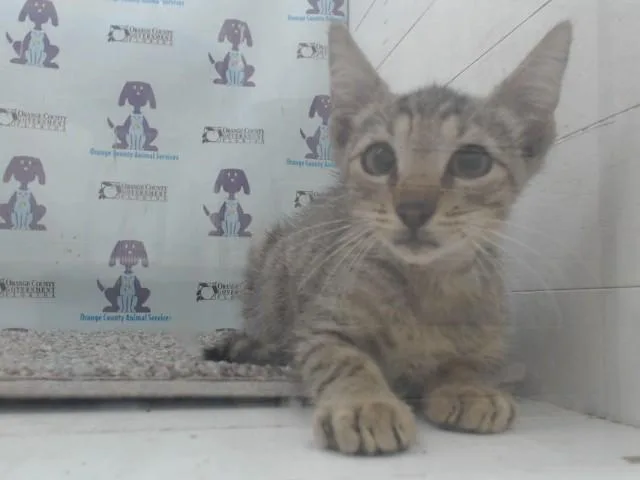 A baby small-sized male Domestic Short Hair cat named A for adoption in Orlando, FL