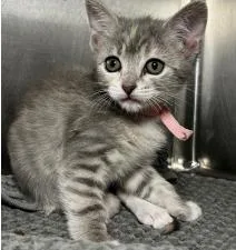 A young small-sized female Domestic Short Hair cat named Livie for adoption in Phoenix, AZ