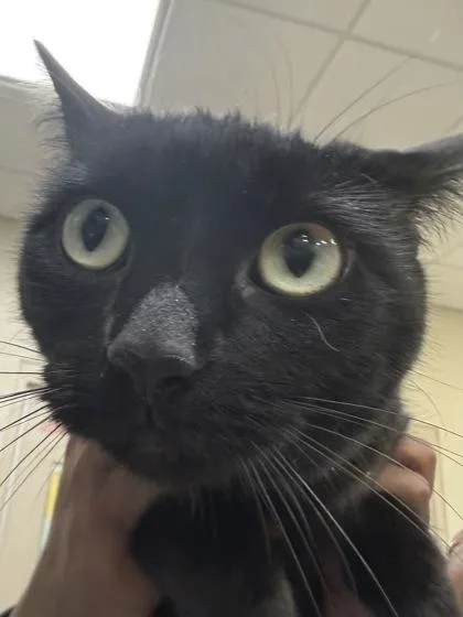 A young medium-sized female Domestic Short Hair cat named Raven for adoption in Fishers, IN