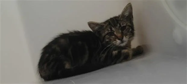 A baby small-sized male Domestic Short Hair cat named Tiger for adoption in Albuquerque, NM