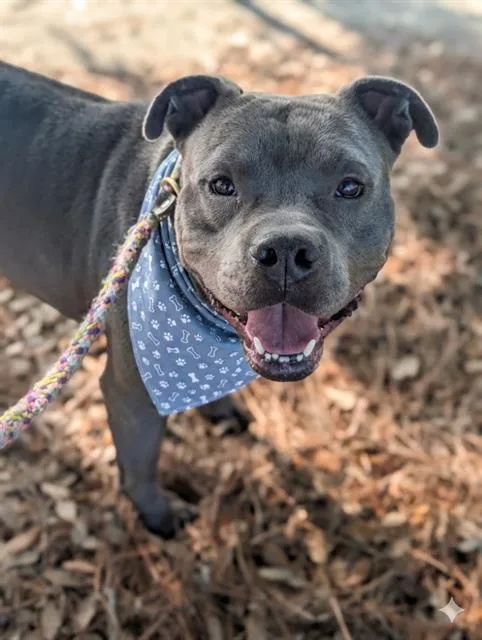 An adult medium-sized male Mixed Breed dog named Legion for adoption in Jacksonville, FL