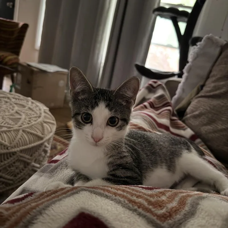 A baby small-sized male Gray & White Domestic Short Hair cat named Builder for adoption in Mishawaka, IN