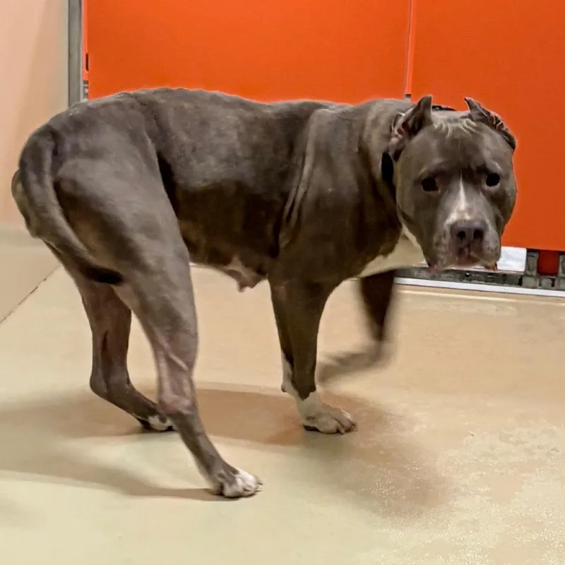 An adult medium-sized female Gray / Blue / Silver Mixed Breed dog named Mara for adoption in Philadelphia, PA