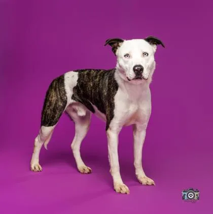 An adult large-sized male Labrador Retriever dog named Zeke for adoption in El Paso, TX