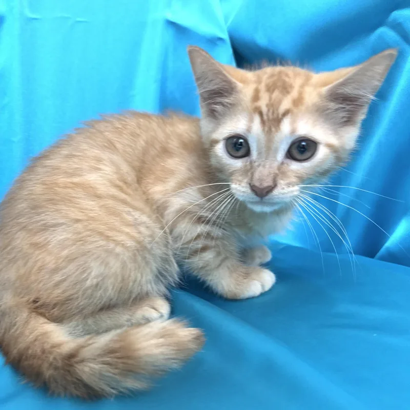 A baby small-sized male Tabby (Orange / Red) Domestic Medium Hair cat named Spice s for adoption in Sequatchie, TN