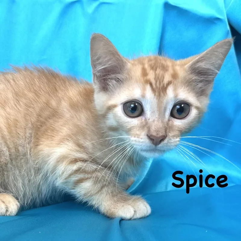 Spice s thumbnail 3