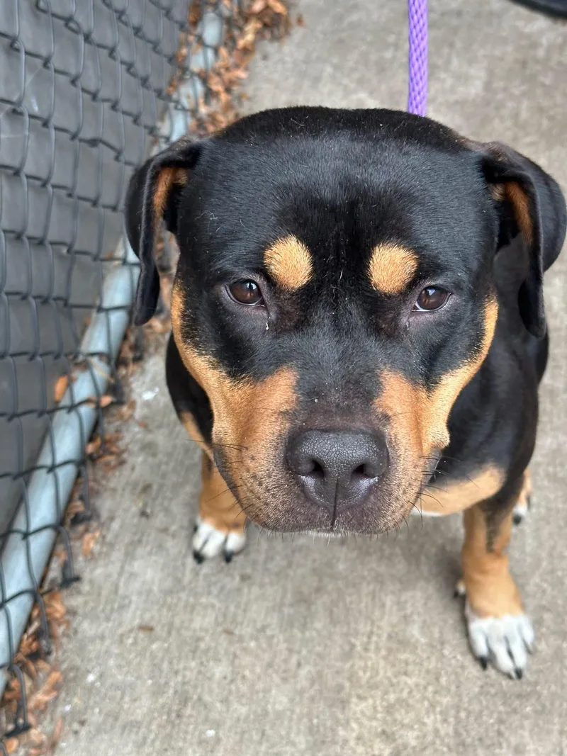 An adult medium-sized female Tricolor (Brown, Black, & White) Pit Bull Terrier dog named Molly for adoption in Chicago, IL