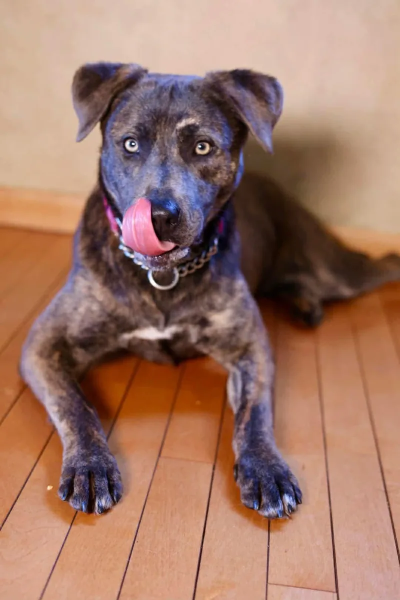 A baby medium-sized female American Staffordshire Terrier dog named Belize for adoption in Duluth, MN