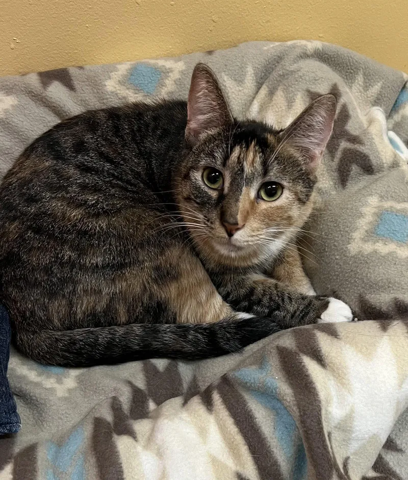 A young medium-sized female Domestic Short Hair cat named Emory for adoption in Blasdell, NY