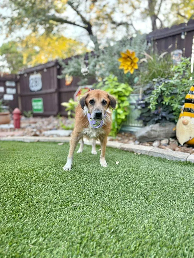 Lassie thumbnail 2