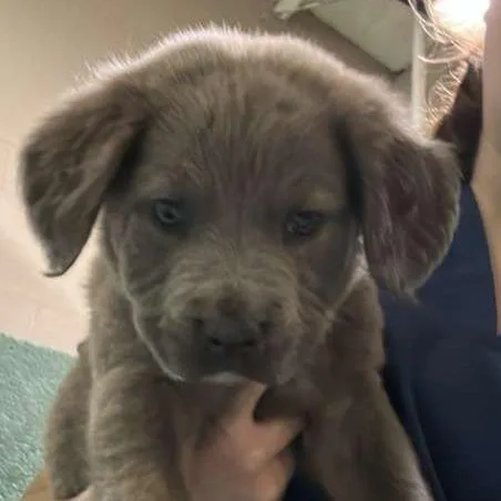 A young small-sized male Gray / Blue / Silver Labrador Retriever dog named Mordecai for adoption in Gadsden, AL