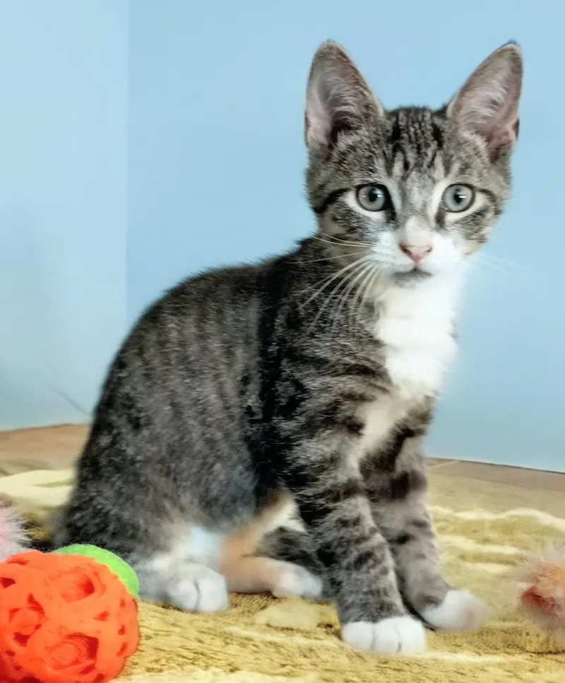 A baby medium-sized male Tabby (Gray / Blue / Silver) Tabby cat named Rebel for adoption in Mobile, AL