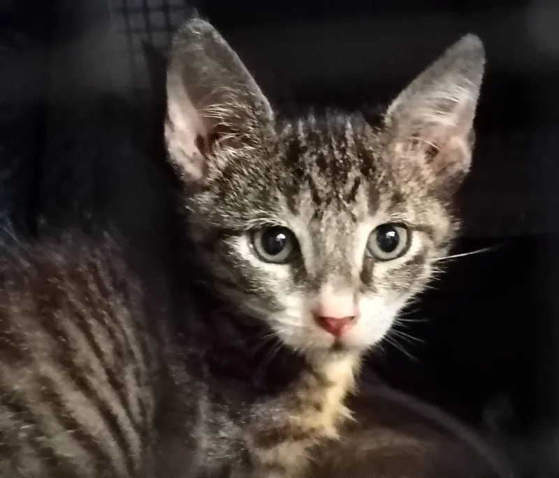 Rebel thumbnail 3
