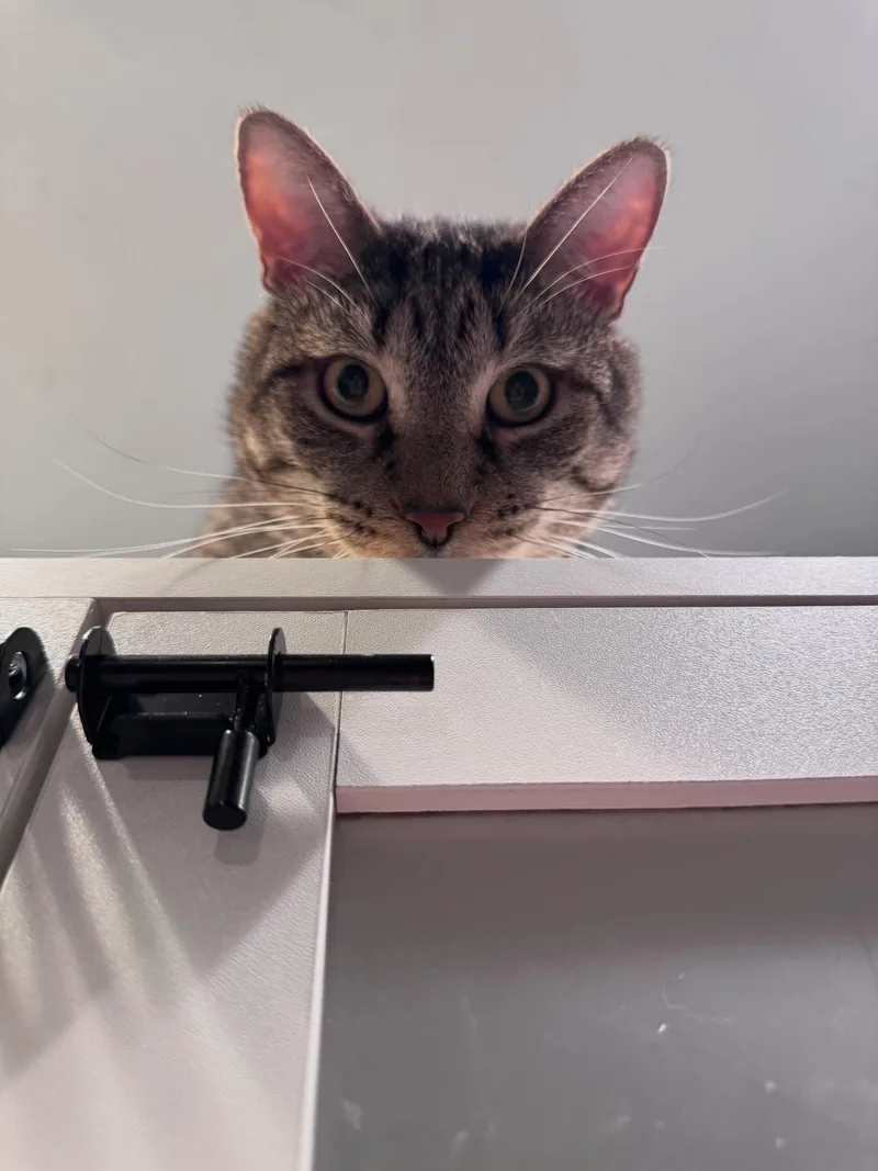 An adult large-sized male Brown / Chocolate Domestic Short Hair cat named Big Tig for adoption in Levittown, PA