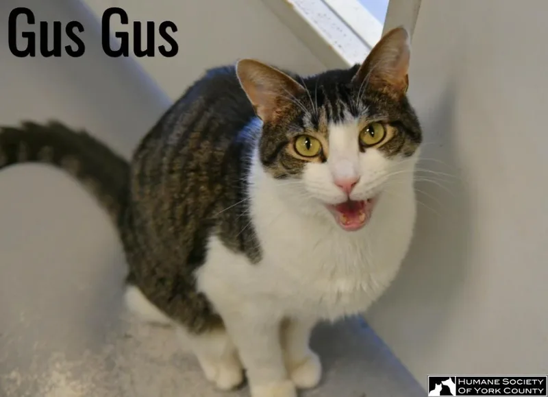 Gus Gus