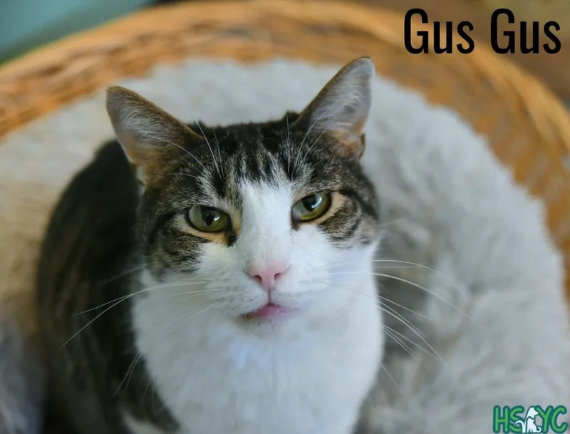 Gus Gus thumbnail 2