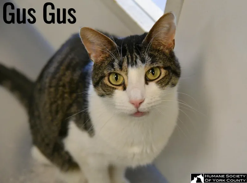 Gus Gus thumbnail 3