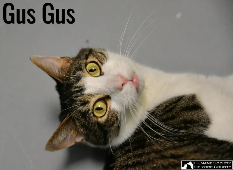 Gus Gus thumbnail 4