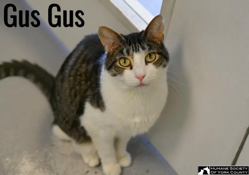 Gus Gus thumbnail 6