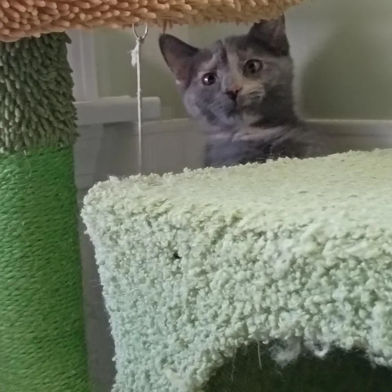 A baby small-sized female Domestic Short Hair cat named Angela for adoption in Muncie, IN