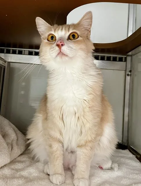 A young medium-sized female Domestic Medium Hair cat named Ayla for adoption in San Francisco, CA