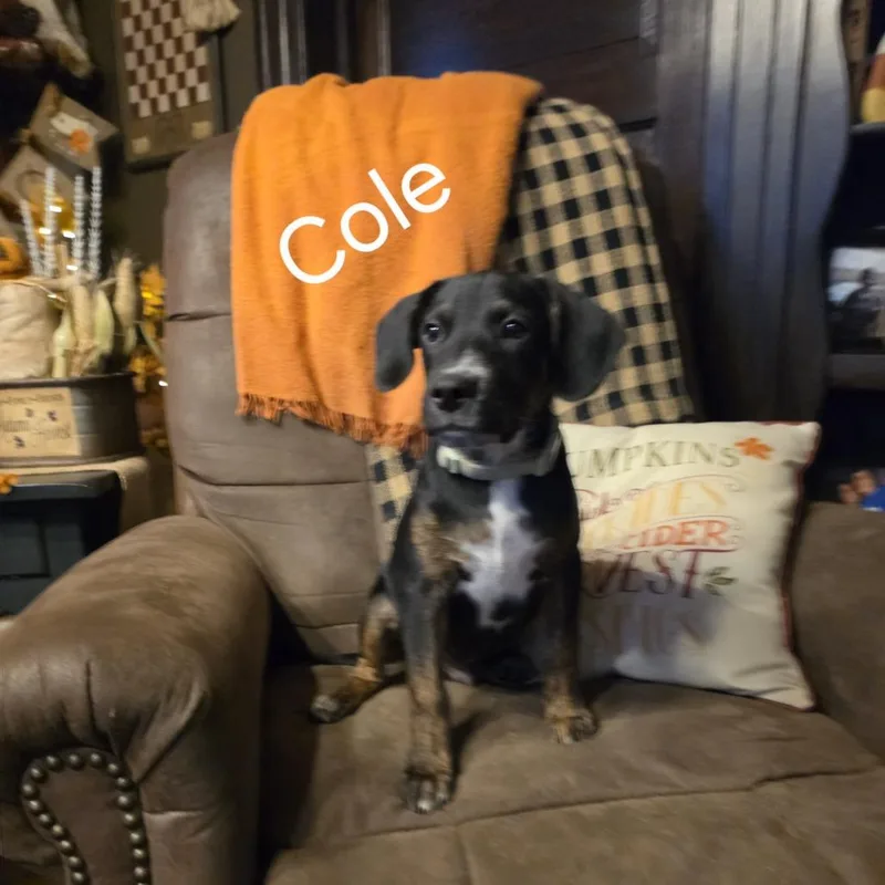 A baby medium-sized male Boxer dog named Cole for adoption in Bartlett, TN