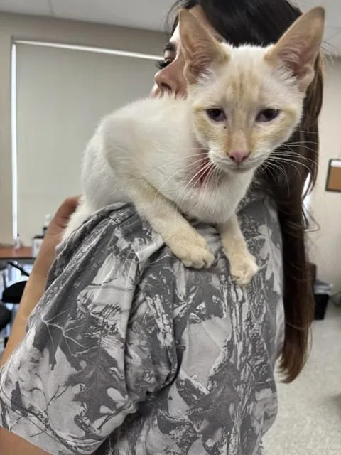 A young medium-sized male Siamese cat named A for adoption in Pasadena, TX