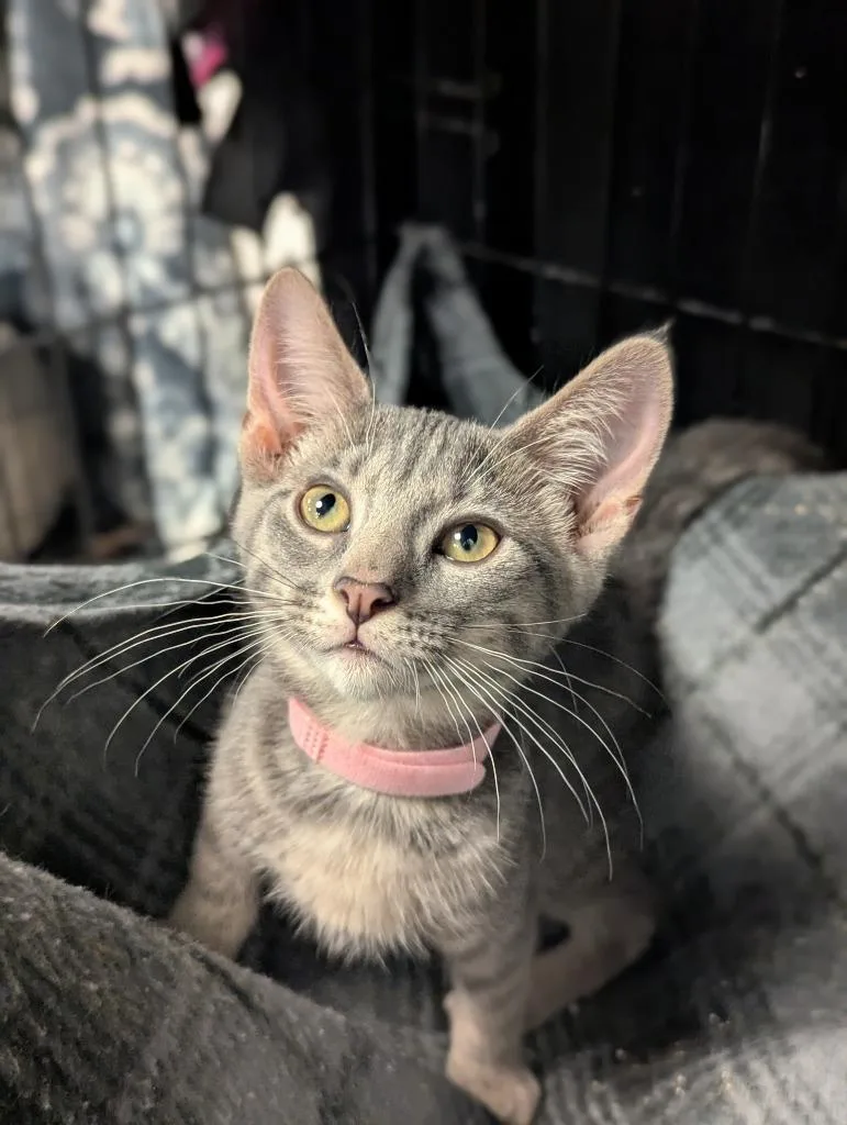 A baby medium-sized female Domestic Short Hair cat named February for adoption in St. Cloud, MN