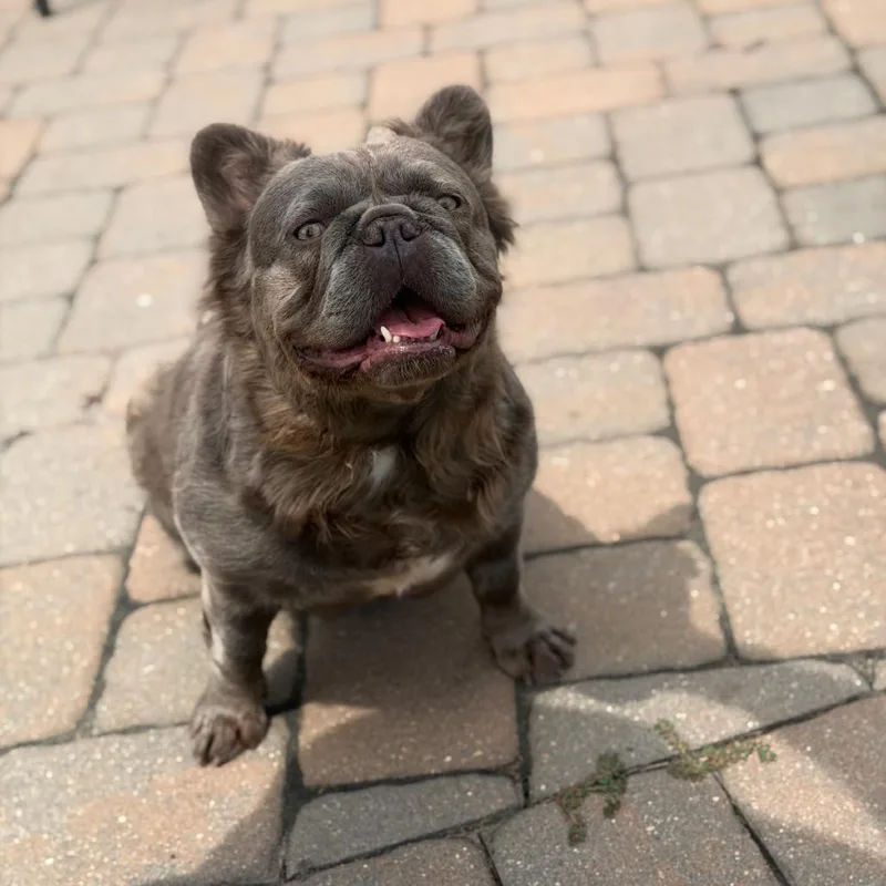 An adult medium-sized female Gray / Blue / Silver French Bulldog dog named Fiona for adoption in Medford, NJ