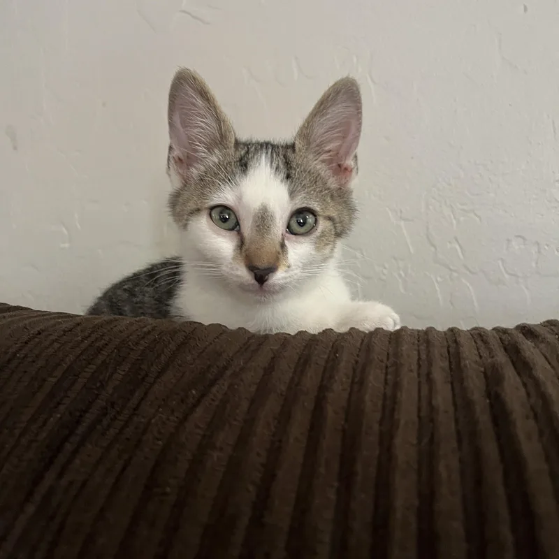 A baby small-sized male Buff / Tan / Fawn Tabby cat named Theodore for adoption in Queen Creek, AZ