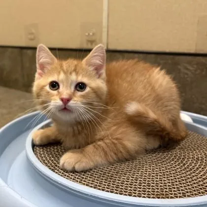 A young medium-sized male Orange & White Domestic Short Hair cat named Rye for adoption in Dubuque, IA