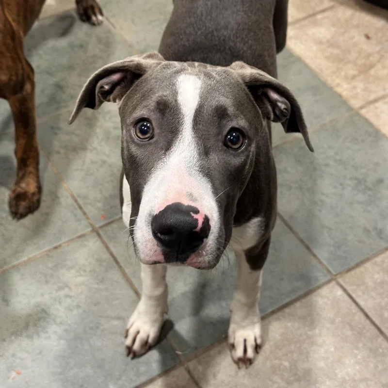 A young medium-sized female Gray / Blue / Silver Mixed Breed dog named Moon for adoption in Chattanooga, TN