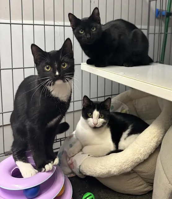 Dusty Bottoms And Carmen