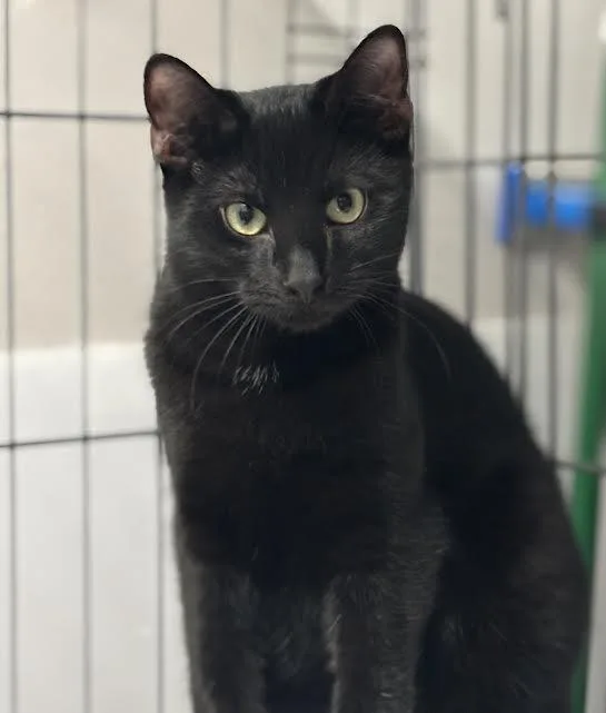 Dusty Bottoms And Carmen thumbnail 3