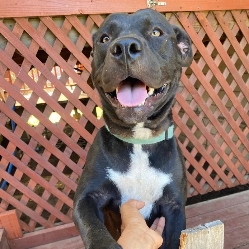 A young medium-sized female Black Mixed Breed dog named Minnie for adoption in San Francisco, CA