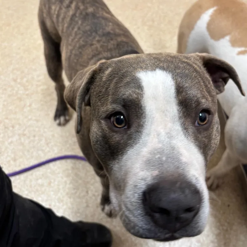 An adult medium-sized male Brindle Pit Bull Terrier dog named Thanos for adoption in Reno, NV