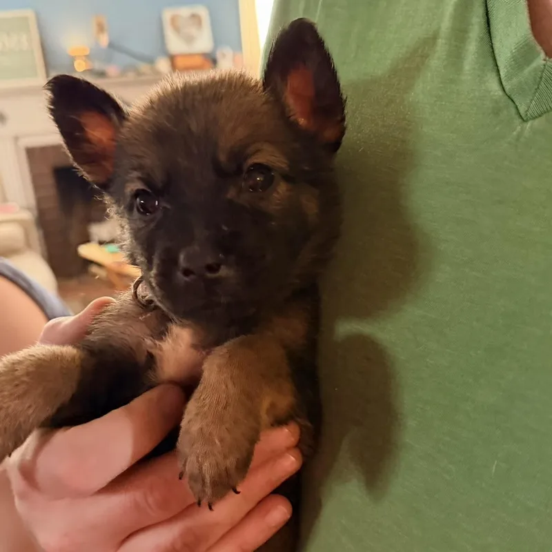 A baby medium-sized female Shepherd dog named Kara for adoption in Saint John, IN