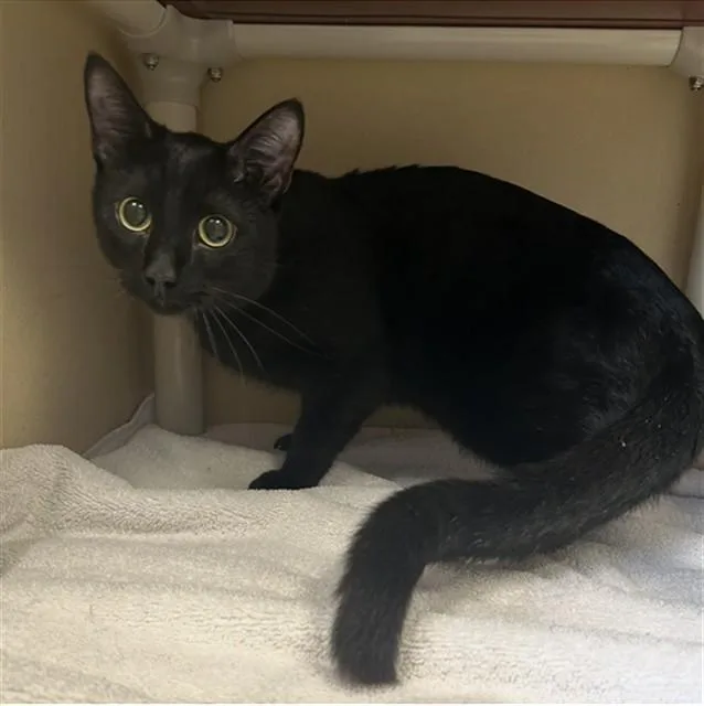 A young medium-sized male Domestic Short Hair cat named Fish Sticks for adoption in Lincolnton, NC