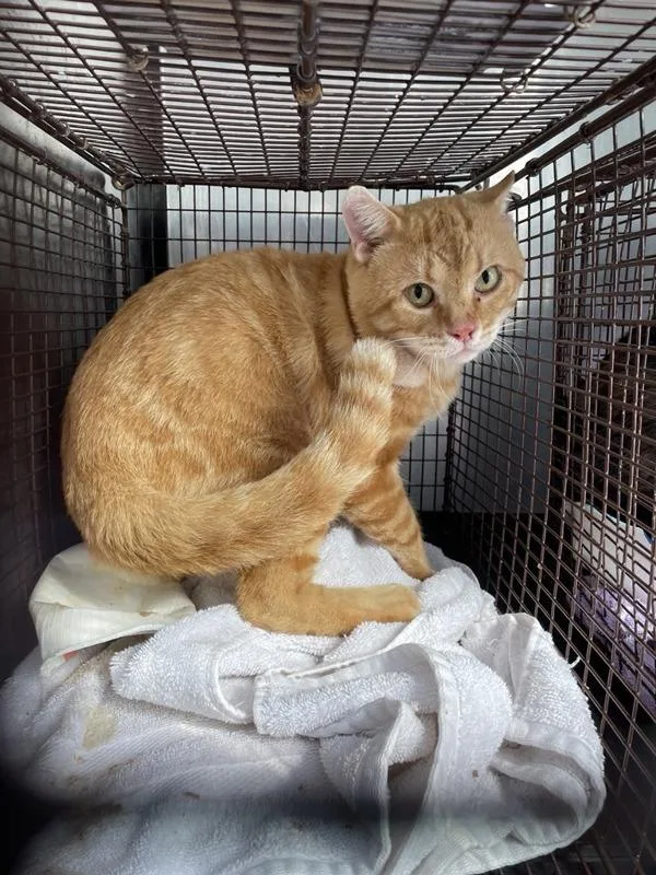 An adult small-sized male Domestic Short Hair cat named Jim for adoption in Austin, TX