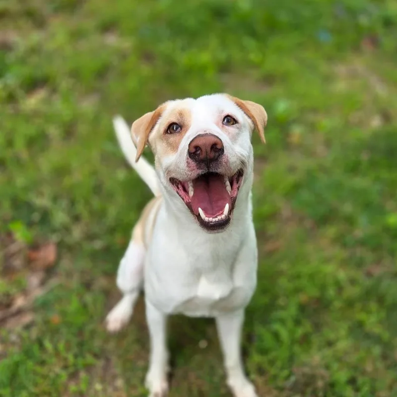 An adult medium-sized male White / Cream Mixed Breed dog named Ghost for adoption in Charleston, WV