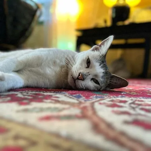 Madame Flurrie thumbnail 2