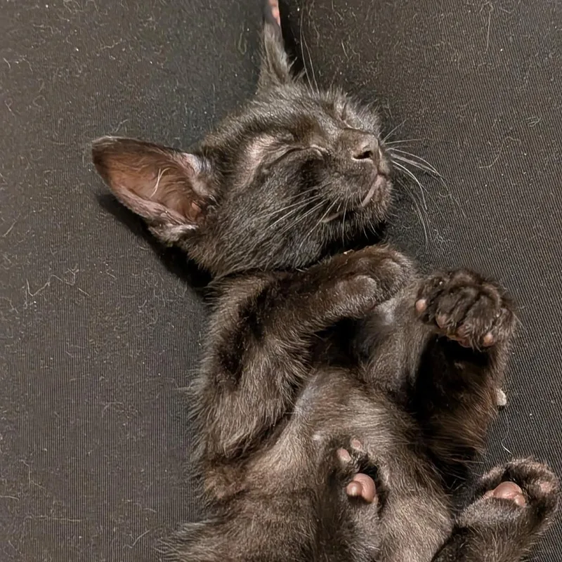 A baby small-sized male Black Domestic Short Hair cat named Interceptor for adoption in Evanston, IL