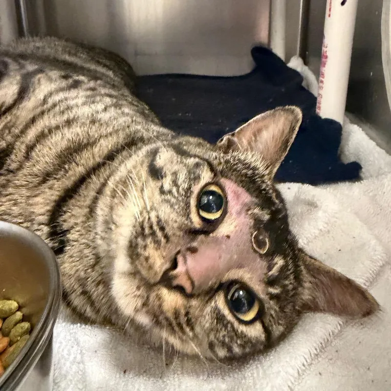 An adult medium-sized male Gray / Blue / Silver Domestic Medium Hair cat named Colonel Sanders for adoption in International Falls, MN